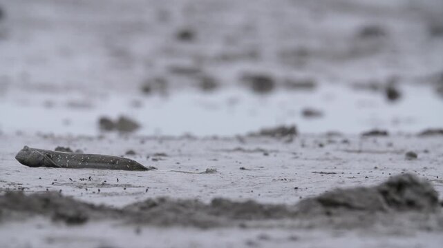 Mudskipper Fish Blue Spotted Mudskipper Tidal Flat Mudflat Marine Life Wildlife Korea 짱뚱어 짱뚱어물고기 갯벌짱뚱어 갯벌 갯벌생물 해양생물 야생동물 서해안갯벌 한국