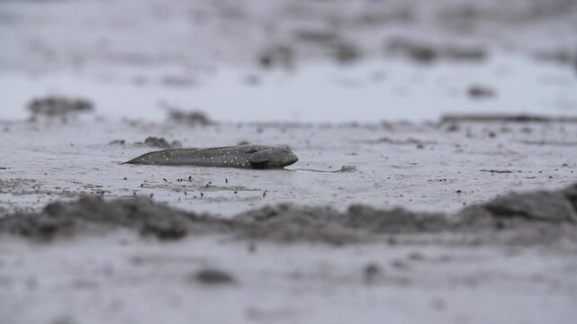 Mudskipper Mudskipper Fish Blue Spotted Mudskipper Tidal Flat Mudflat Marine Life Wildlife Korea 짱뚱어 짱뚱어물고기 갯벌짱뚱어 갯벌 갯벌생물 해양생물 야생동물 서해안갯벌 한국