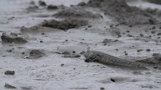 Mudskipper Mudskipper Fish Blue Spotted Mudskipper Tidal Flat Mudflat Marine Life Wildlife Korea 짱뚱어 짱뚱어물고기 갯벌짱뚱어 갯벌 갯벌생물 해양생물 야생동물 서해안갯벌 한국