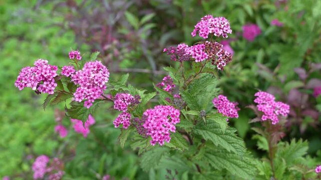 Spiraea japonica Crispa, commonly known as Japanese spiraea or Japanese meadowseet is a deciduous ornamental shrub in the family Rosaceae.