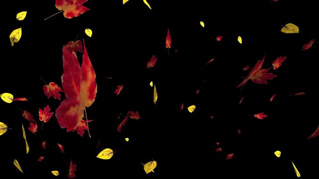 Colorful autumn maple leaves falling on transparent alpha channel background. Halloween fall season overlay animation for video compositing and decoration. Seamless loop 3d rendering animation.