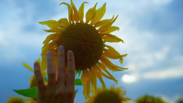 Hand gently touches sunflower head in vibrant field. Blue sky with clouds forms background. Sunflower petals glow bright yellow under sunlight. Person feels calm, connected to nature