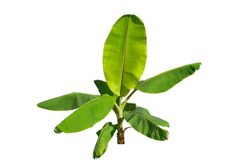 banana green leaves isolated on white background. This has clipping path. © Sanit
