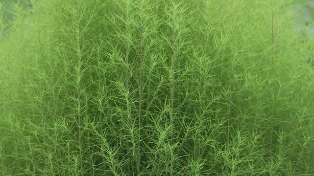 Tokyo,Japan - September 18, 2026: Closeup of Kochia or genus Bassia