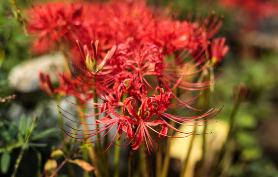 Red Spider Lily Flowers in Bloom