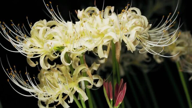 Tokyo,Japan - September 19, 2026: Closeup of White spider lily or Lycoris radiata  at dawn
