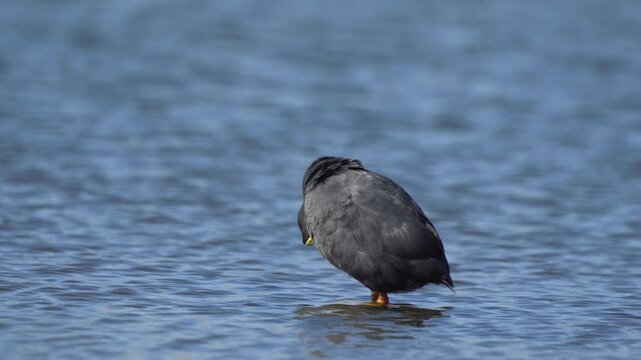 Red-gartered coot (Fulica armillata) standing in Maitencillo wetland preening feathers