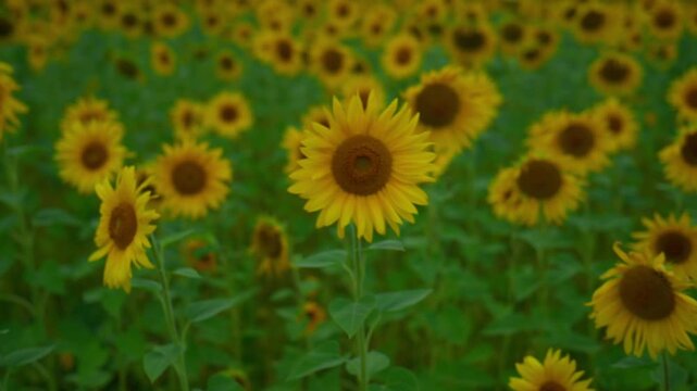 Sunflower field stretches under soft sunset glow. Yellow blooms face sun, green stems rise tall. Warm light bathes landscape, calm and serene. Perfect for nature, agriculture, or travel themes