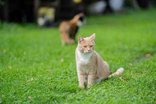 An orange tabby cat sits alert on dew-covered lawn grass with a white chest and pink nose, while a second tortoiseshell cat walks away in a blurred farmyard behind it