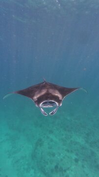 Manta Rays Swimming Underwater in the Tropical Waters of Maldives