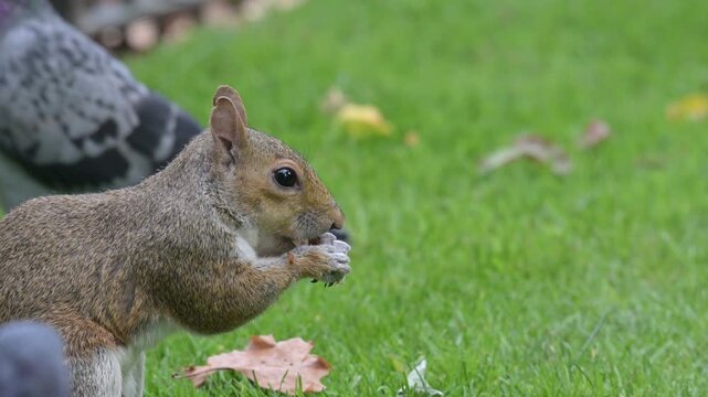 Grey Squirrel (Sciurus carolinensis) eating a nut in a London park, surrounded by pigeons. September, London, UK [Slow motion x4]
