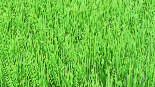 Green rice field during the growing season in Taitung, Taiwan.