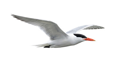Obraz premium Caspian tern bird in flight with wings spread isolated on white background wildlife waterfowl feathers isolated background