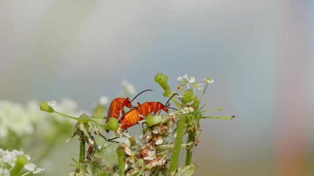 Mating common red soldier beetles Rhagonycha fulva on an umbel flower. Macro view of mating insects with a soft, blurred background.