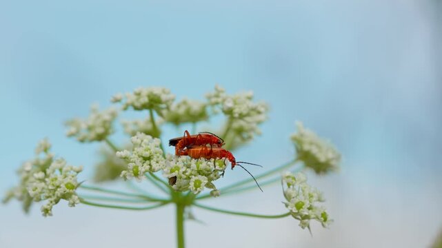 Mating common red soldier beetles Rhagonycha fulva on an umbel flower. Macro view of mating insects with a soft, blurred background.