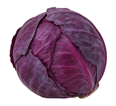 Whole Cabbage with Purple Color Isolated on Transparent Background
