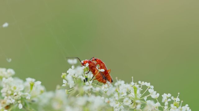 Mating common red soldier beetles Rhagonycha fulva on an umbel flower. Macro view of mating insects with a soft, blurred background.