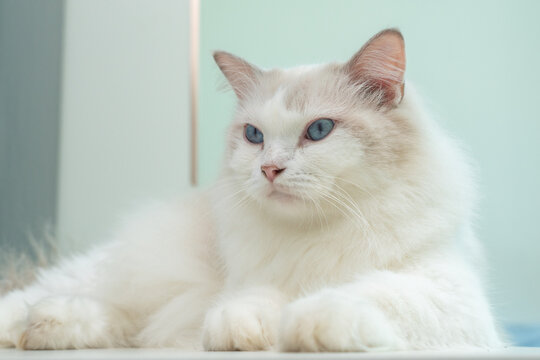 Fluffy white Ragdoll cat with striking blue eyes resting on light surface in soft-lit indoor setting