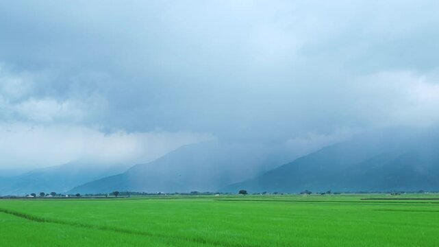 Green rice field during the growing season in Taitung, Taiwan.