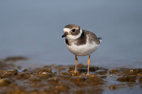 Common ringed plover, juvenile bird at the water, Charadrius hiaticula