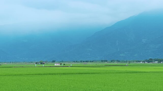 Green rice field during the growing season in Taitung, Taiwan.