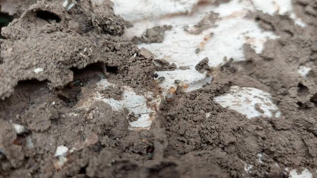 Active termite nest and termite infestation in wood; destructive termites destroying the wood. Termites.
