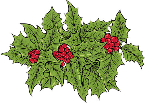 Holly branch with red berries, a traditional Christmas symbol holly bouquet. For greeting card, seasonal design. Simple vector color illustration with outline in hand drawn style isolated on white