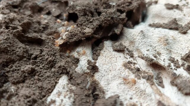 Active termite nest and termite infestation in wood; destructive termites destroying the wood. Termites.