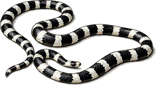 black and white rattlesnake, Bungarus fasciatus illustration art