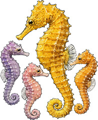 Hippocampus spp. illustration art © Diono