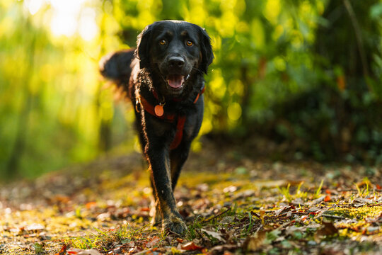 A black dog with a harness walking forward on a trail through a sunny autumn forest