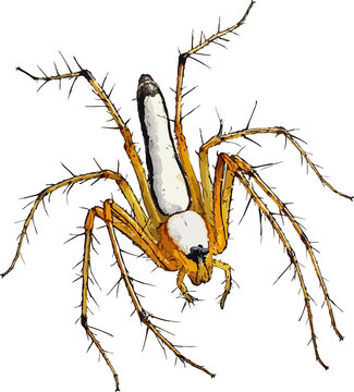 Oxyopes shweta illustration art