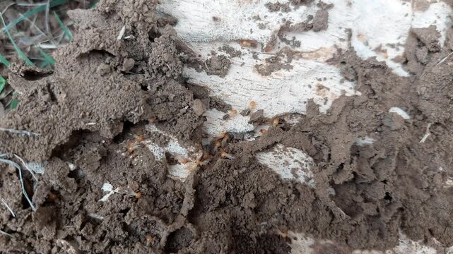 Active termite nest and termite infestation in wood; destructive termites destroying the wood. Termites.