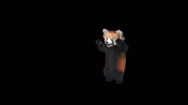 Cute 3D animated red panda dancing rumba with alpha channel. Cartoon animal character isolated for compositing, motion graphics, video editing, and digital content creation.