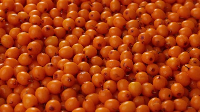 fresh sea buckthorn berries harvest food background