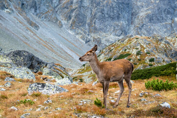 A young deer sticks out its tongue for the photo. © gubernat