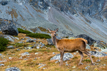 A female deer (Cervus elaphus) posing in a mountain valley. © gubernat