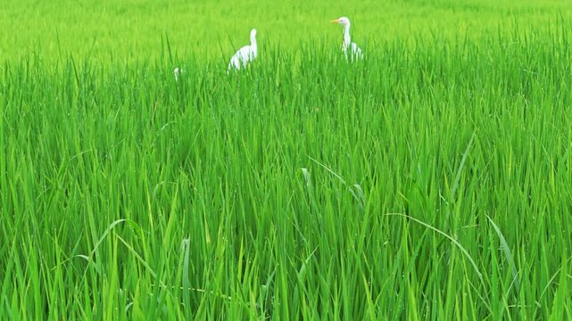 White egret flying over vibrant green rice fields during the growing season in Taitung, Taiwan.
