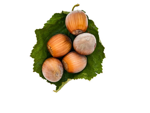 Group of hazelnuts resting on a fresh green leaf, isolated object.
