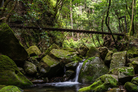 苔むした岩と清流にかかる吊り橋、日本の美しい渓谷の風景