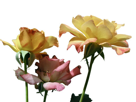 bouquet of roses Isolated on transparent background 