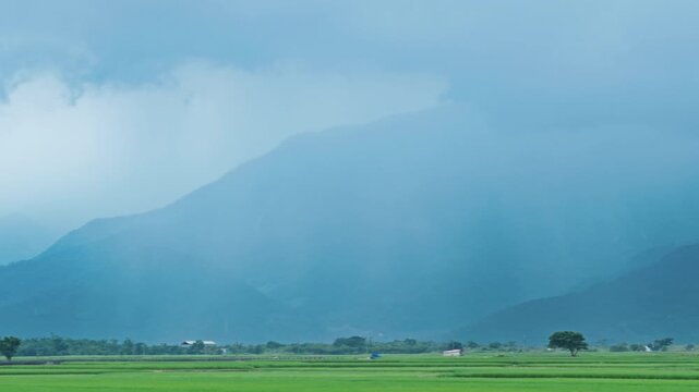 Green rice field during the growing season in Taitung, Taiwan.