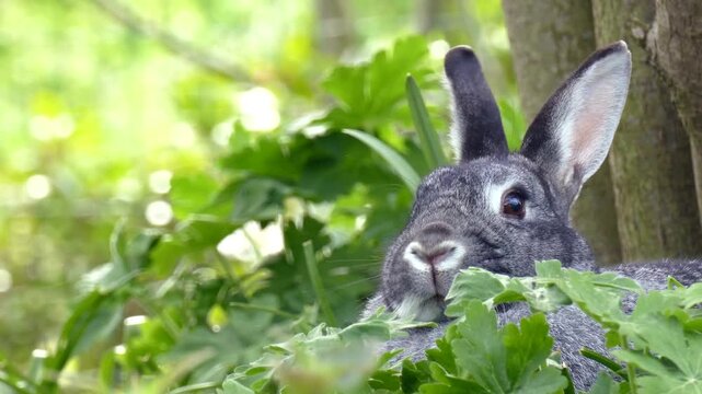 rabbit in the grass