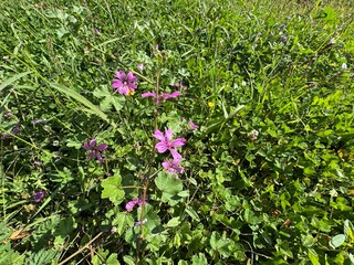 Close-up of common mallow Malva sylvestris leaves and purple flowers. Cheeses, high mallow and tall mallow (mauve des bois by the French). A plant flowers of bright mauve-purple, with dark veins. © Bediha Duru Öksüz