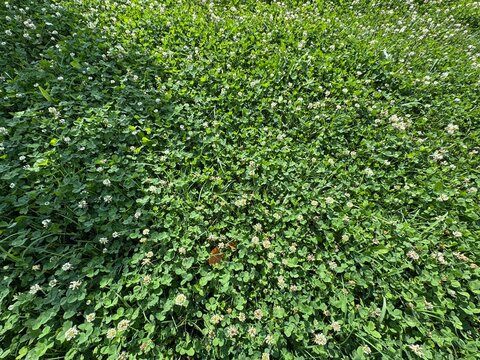 A close-up view of White Clover flowers (Trifolium repens) with small white blossoms and green trefoil leaves growing densely in a lush green meadow on a bright sunny day.