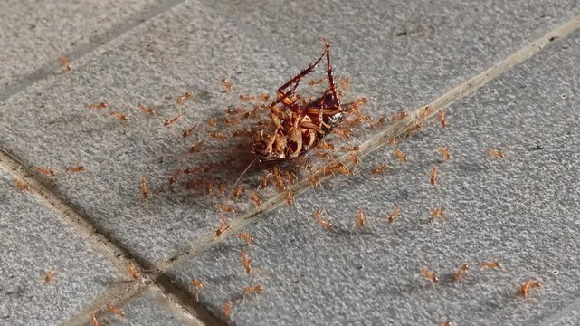Red Ants, Cockroach, Insect, Ground, Nature