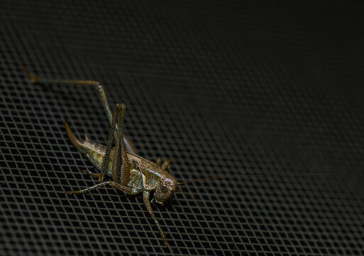 Macro photograph of a wild grasshopper on dark mesh