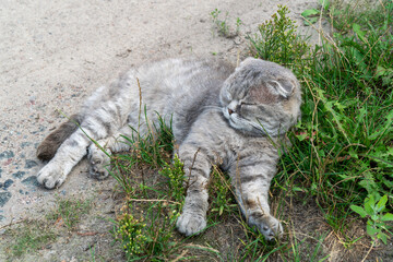 Grey tabby Scottish Fold cat lying down outdoors horizontal © All
