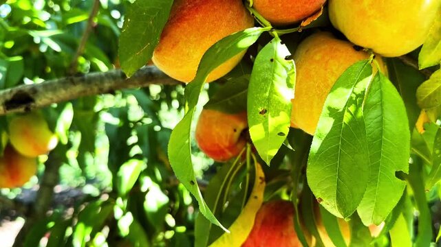 A close-up view of a peach tree branch laden with ripe, fuzzy peaches and vibrant green leaves, showcasing the natural beauty of fresh fruit cultivation in a garden setting.