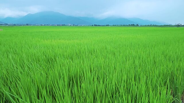Green rice field during the growing season in Taitung, Taiwan.